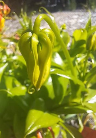 Gloriosa superba bud pointing down